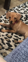 Lost Female Dog last seen 22nd and swan, Tucson, AZ 85711