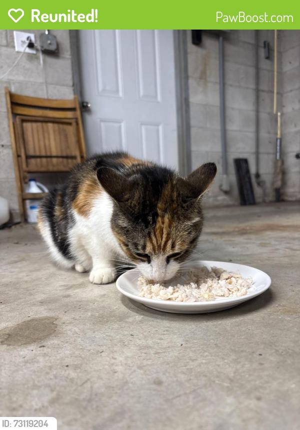 Reunited Female Cat last seen Hampton Elementary School in Downtown Hampton, GA, Hampton, GA 30228