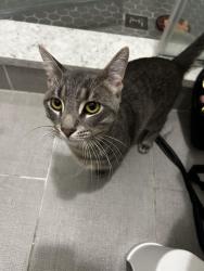 Found/Stray Male Cat last seen Near w Hutchinson Ave, Chicago, IL 60613