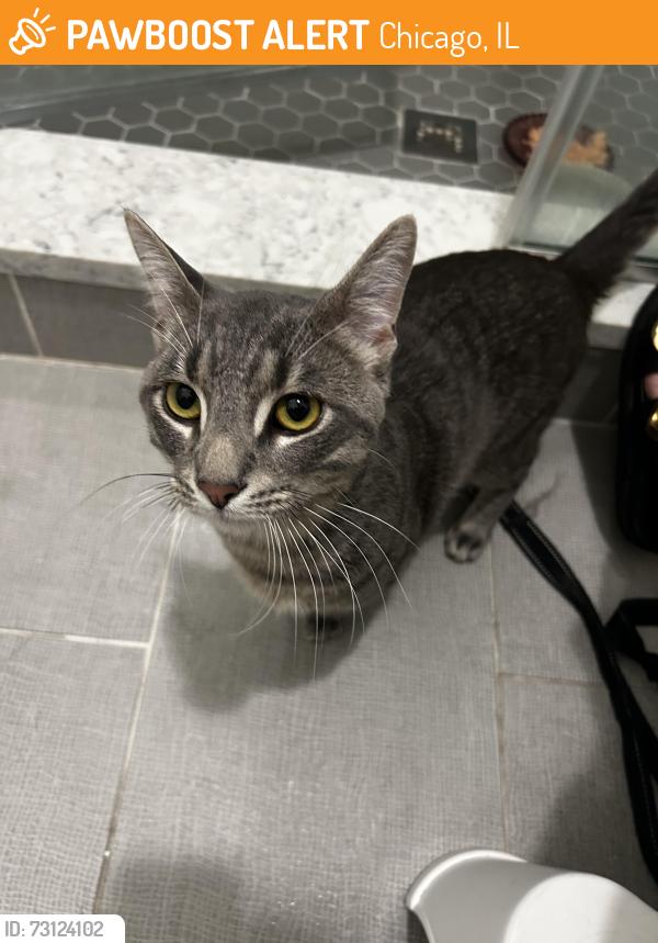 Found/Stray Male Cat last seen Near w Hutchinson Ave, Chicago, IL 60613