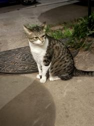 Found/Stray Male Cat last seen Pierce and 25th, Lakewood, CO 80214