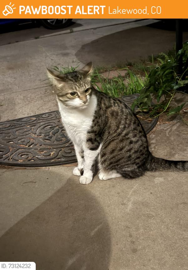 Found/Stray Male Cat last seen Pierce and 25th, Lakewood, CO 80214