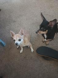 Lost Female Dog last seen Ave b&20th, Yuma, AZ 85364
