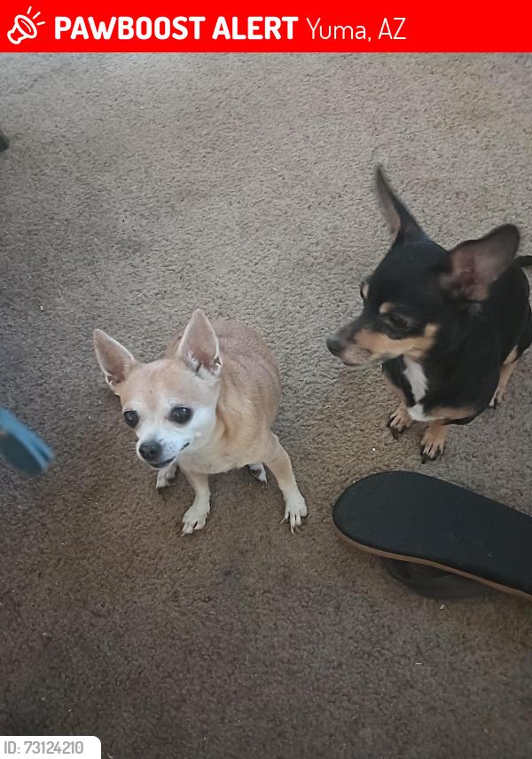 Lost Female Dog last seen Ave b&20th, Yuma, AZ 85364