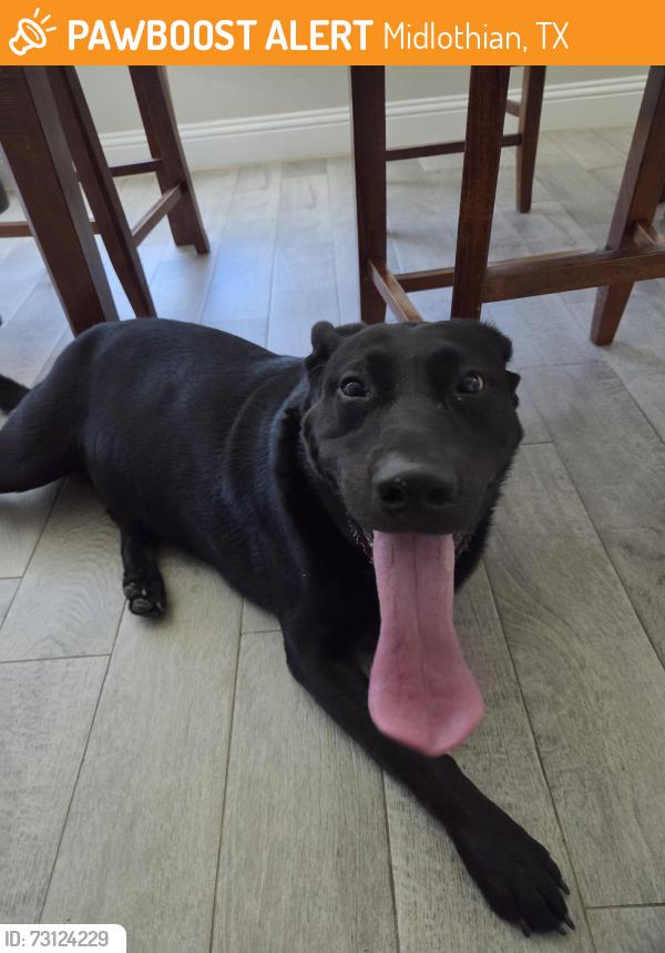 Found/Stray Male Dog last seen Lobster road and 287 hwy, Midlothian, TX 76065