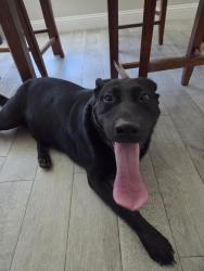 Found/Stray Male Dog last seen Lobster road and 287 hwy, Midlothian, TX 76065