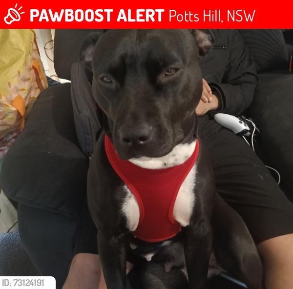 Lost Female Dog last seen https://maps.app.goo.gl/JCZEVWiNZmftga918?g_st=ac, Potts Hill, NSW 2143