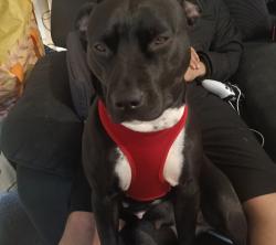 Lost Female Dog last seen https://maps.app.goo.gl/JCZEVWiNZmftga918?g_st=ac, Potts Hill, NSW 2143