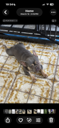 Reunited Male Dog last seen W Fern St and N Habana Ave, Egypt Lake-Leto, FL 33614