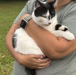 Found/Stray Unknown Cat last seen Chicory Ridge Way and Terragon Ct in Roscoe, Roscoe, IL 61073