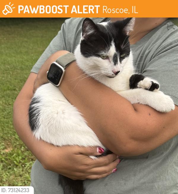 Found/Stray Unknown Cat last seen Chicory Ridge Way and Terragon Ct in Roscoe, Roscoe, IL 61073