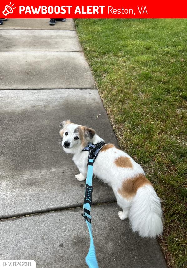 Lost Male Dog last seen Near south lakes highschool on south lakes drive, Reston, VA 20191