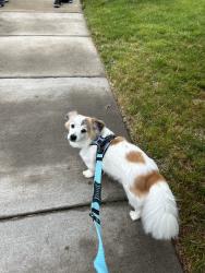 Lost Male Dog last seen Near south lakes highschool on south lakes drive, Reston, VA 20191