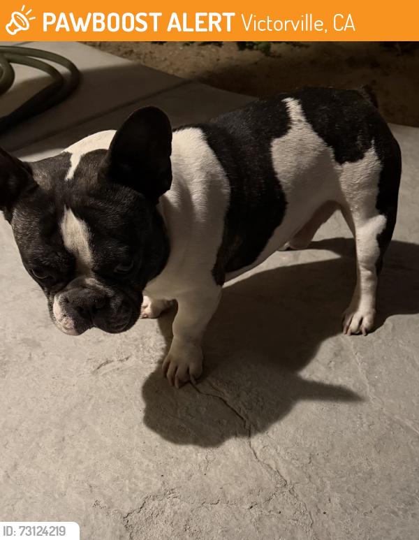 Found/Stray Male Dog last seen Near Mesa Linda Park, Victorville, CA 92392