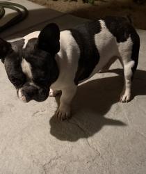 Found/Stray Male Dog last seen Near Mesa Linda Park, Victorville, CA 92392