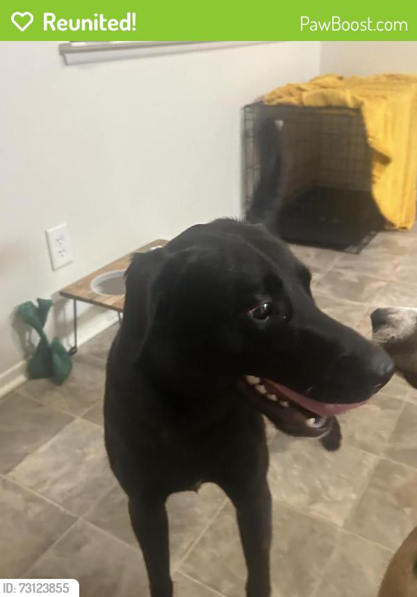 Reunited Male Dog last seen Caquiny loop, Fayetteville, NC 28307