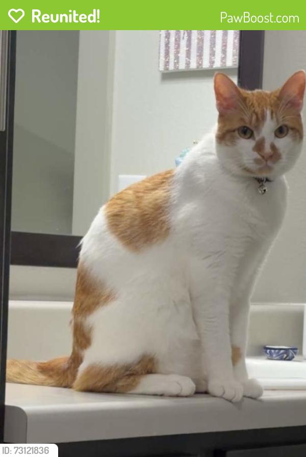 Reunited Male Cat last seen Porta Rosa ln, League City, TX 77573