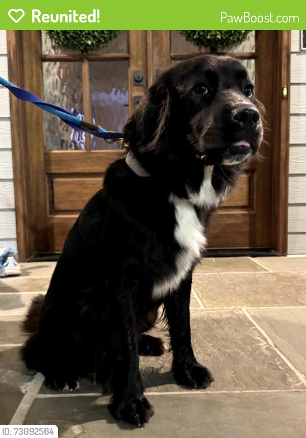 Reunited Female Dog last seen Brookberry Farm Circle, Winston-Salem, NC 27106