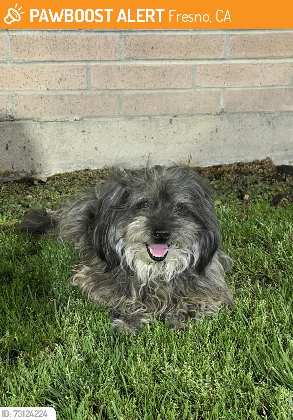 Found/Stray Unknown Dog last seen North side of the Sonesta ES Suites building, Fresno, CA 93710