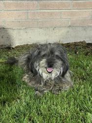 Found/Stray Unknown Dog last seen North side of the Sonesta ES Suites building, Fresno, CA 93710