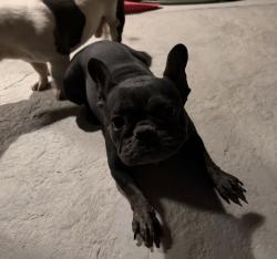 Found/Stray Female Dog last seen Near Mesa Linda Park, Victorville, CA 92392