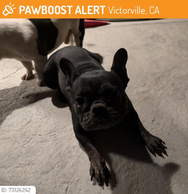 Found/Stray Female Dog last seen Near Mesa Linda Park, Victorville, CA 92392