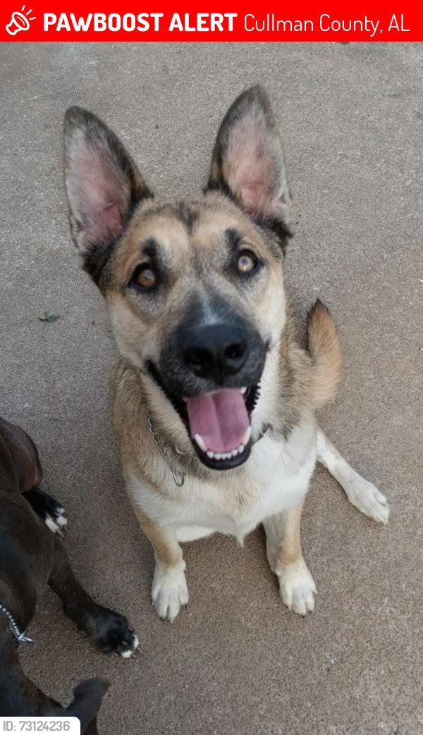 Lost Male Dog last seen County Road 992 cullman Al, Cullman County, AL 35057