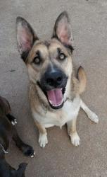Lost Male Dog last seen County Road 992 cullman Al, Cullman County, AL 35057