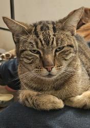 Lost Male Cat last seen Southwood way antioch, Antioch, CA 94531