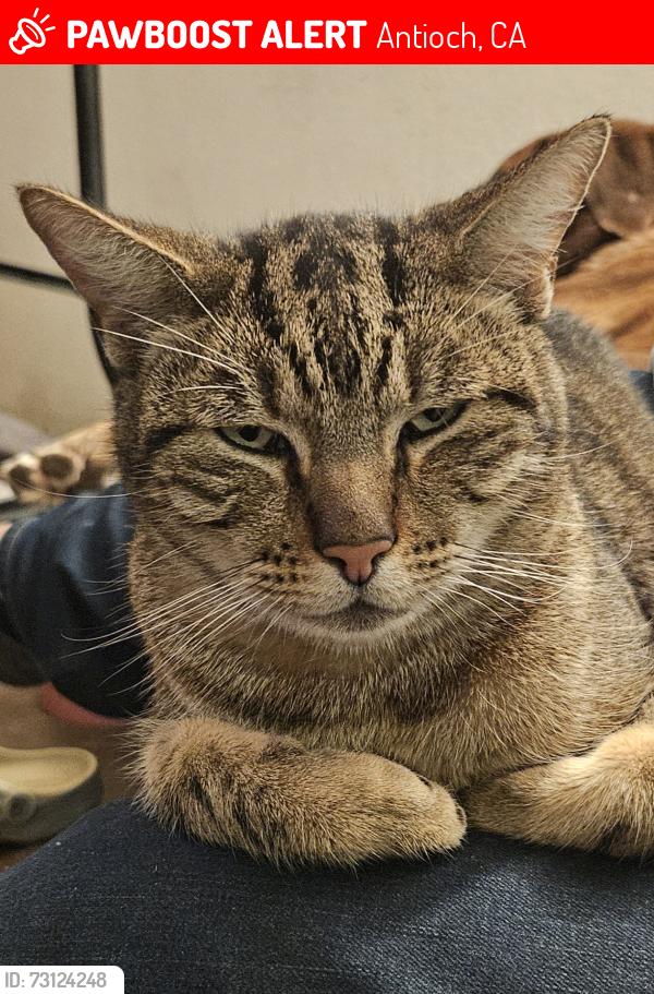Lost Male Cat last seen Southwood way antioch, Antioch, CA 94531