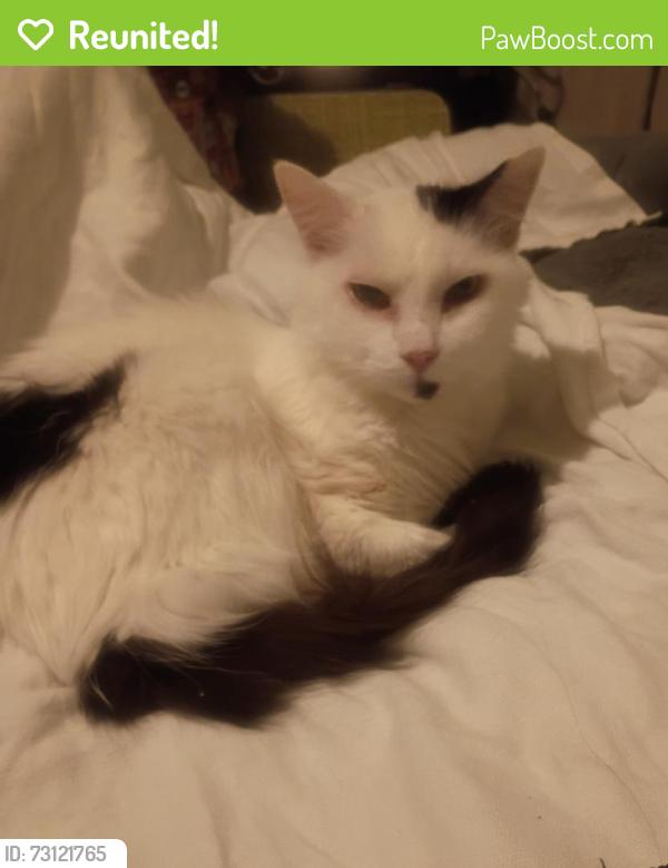 Reunited Female Cat last seen sundown, Vail, AZ 85641