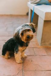 Reunited Male Dog last seen Landis st in City Heights area close to the police station, San Diego, CA 92105