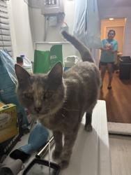 Lost Female Cat last seen Near E Wyoming cir apt 205, Aurora, CO 80017