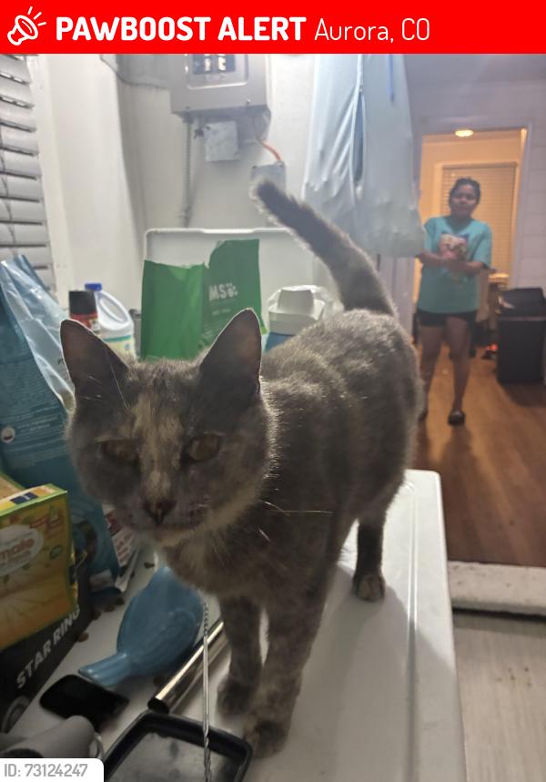 Lost Female Cat last seen Near E Wyoming cir apt 205, Aurora, CO 80017