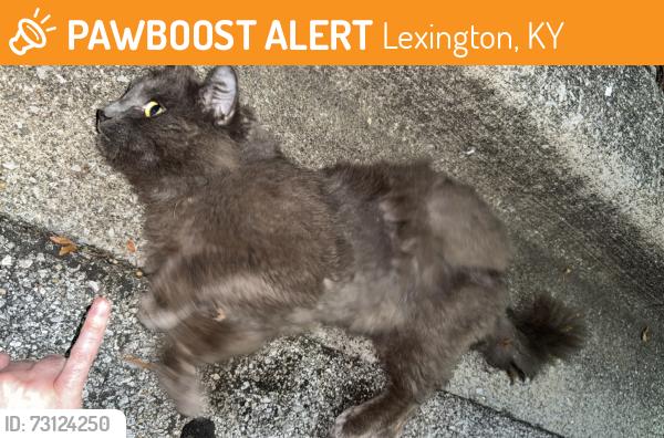 Found/Stray Unknown Cat last seen Wendy’s, Lexington, KY 40511