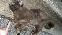 Found/Stray Unknown Cat last seen Wendy’s, Lexington, KY 40511