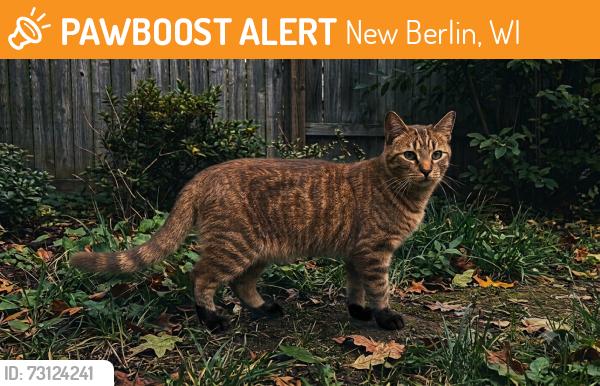 Found/Stray Unknown Cat last seen Seen in the woods by New Berlin Hills Golf Course, in the area off of 124th and Seymour (between Cleveland and Lincoln), New Berlin, WI 53227