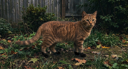 Found/Stray Unknown Cat last seen Seen in the woods by New Berlin Hills Golf Course, in the area off of 124th and Seymour (between Cleveland and Lincoln), New Berlin, WI 53227