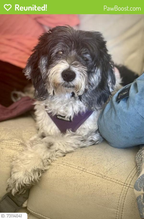 Reunited Female Dog last seen Near Pomelo Dr, Vista, CA 92081, USA, Vista, CA 92081