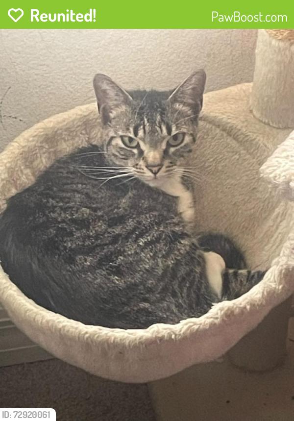 Reunited Female Cat last seen Lakewood park / beresford, DeLand, FL 32724