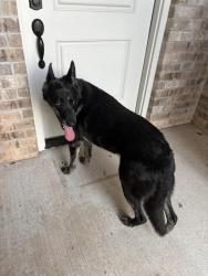 Found/Stray Male Dog last seen 12th ave and Skyler Way, Norman, OK 73072
