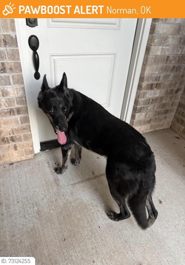 Found/Stray Male Dog last seen 12th ave and Skyler Way, Norman, OK 73072