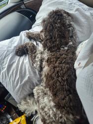 Reunited Female Dog last seen Hasty School Road, Thomasville, NC 27360
