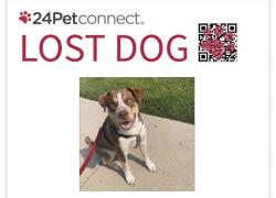 Reunited Male Dog last seen 37th and Newton St., Denver, CO 80211
