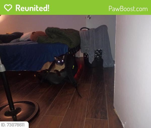 Reunited Male Cat last seen Avenue 50, Los Angeles, CA 90042