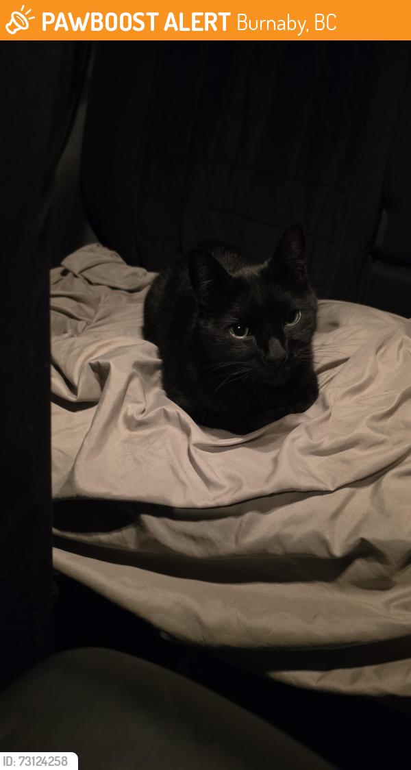Found/Stray Male Cat last seen 17th Avenue, Burnaby BC, Burnaby, BC 