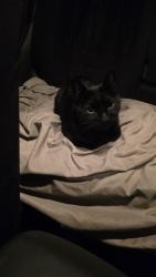 Found/Stray Male Cat last seen 17th Avenue, Burnaby BC, Burnaby, BC 