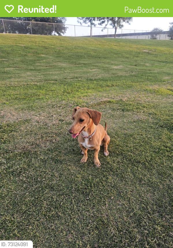 Reunited Male Dog last seen Near n seville dr, El Paso, TX 79905