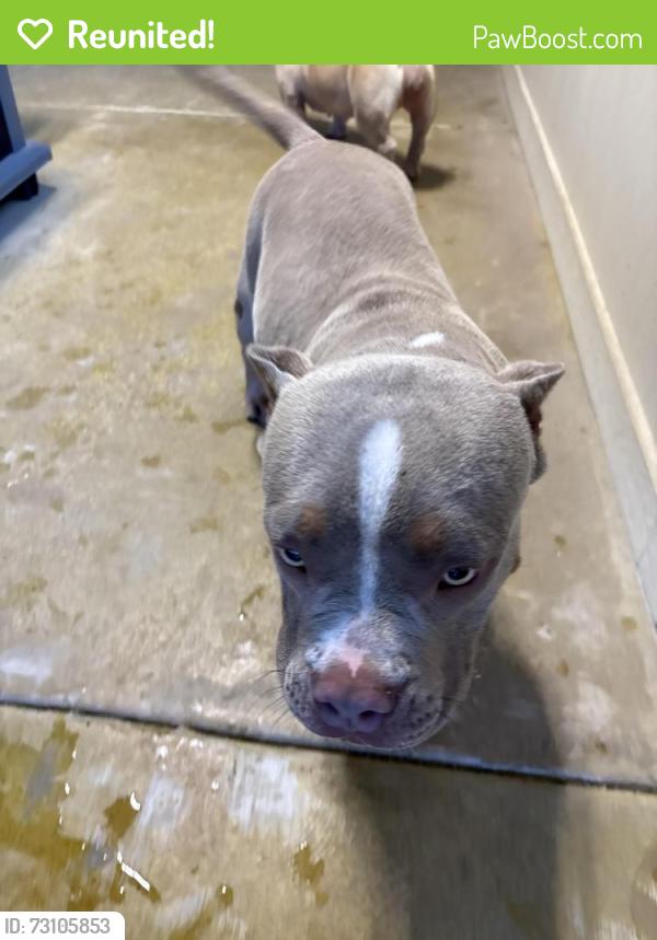 Reunited Male Dog last seen Lake stone trail and orchard creek road, Fort Worth, TX 76123