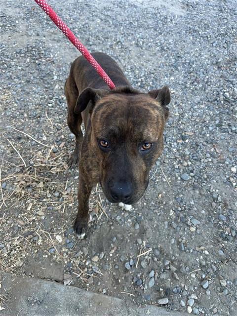 Shelter Stray Male Dog last seen LA RIVIERA DR & HOWE AVE, 2127 Front St, Sacramento, CA 95818, USA